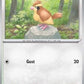 Pidgey