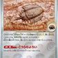 Antique Dome Fossil